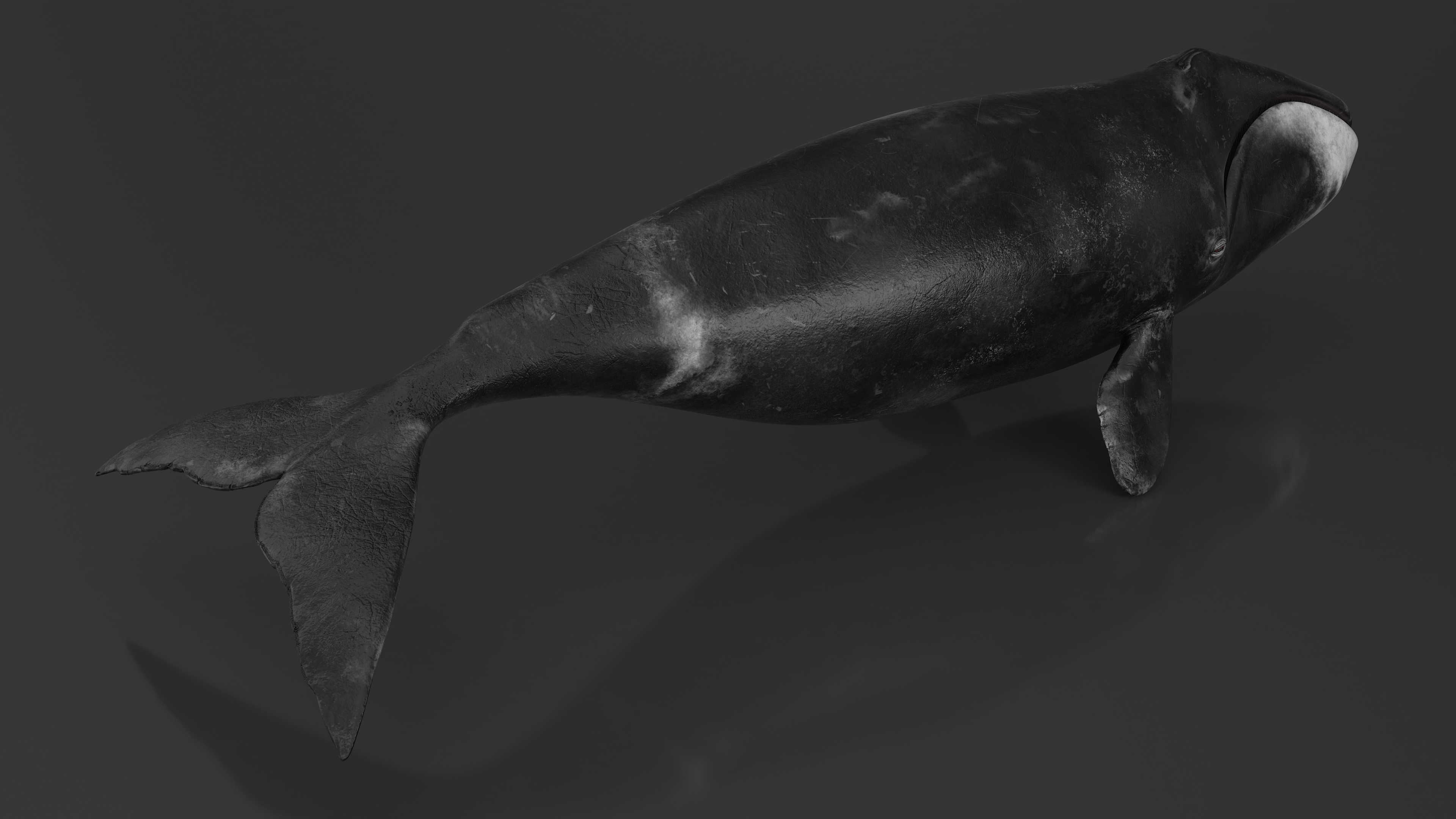 3D Bowhead Whale model