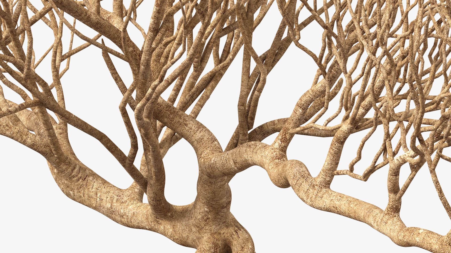 3D Bare Bonsai