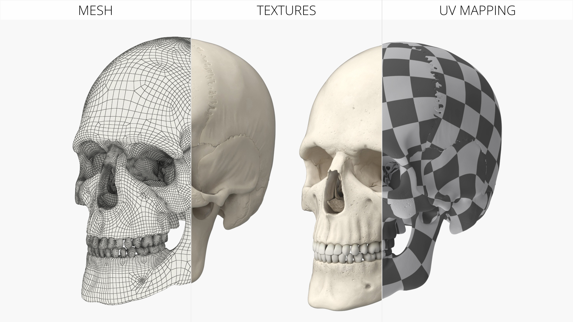 Disassemblable Human Skull - view 9