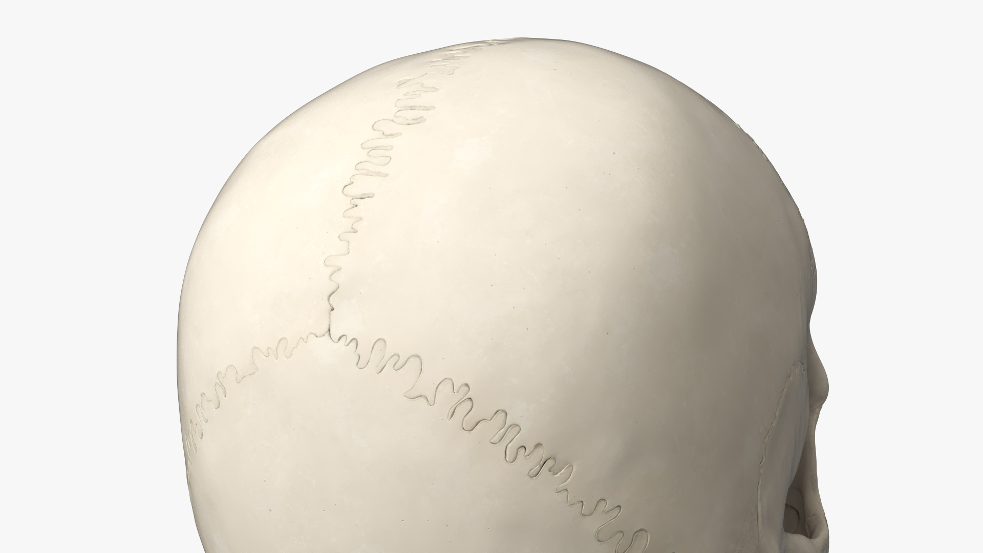 Disassemblable Human Skull - view 6