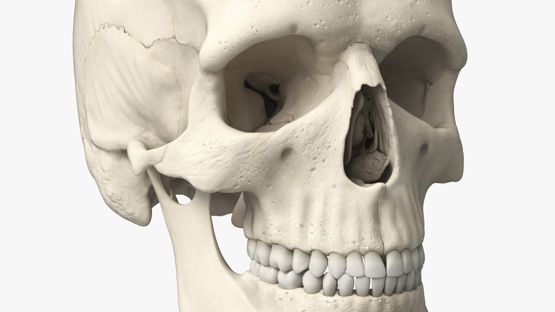 Disassemblable Human Skull - view 7