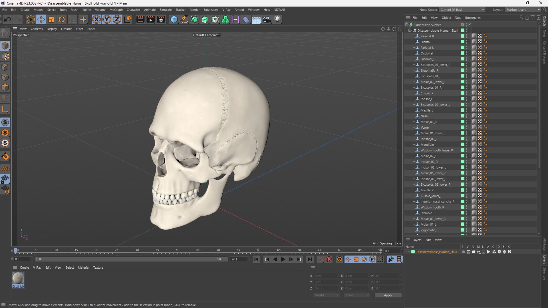 Disassemblable Human Skull - view 12