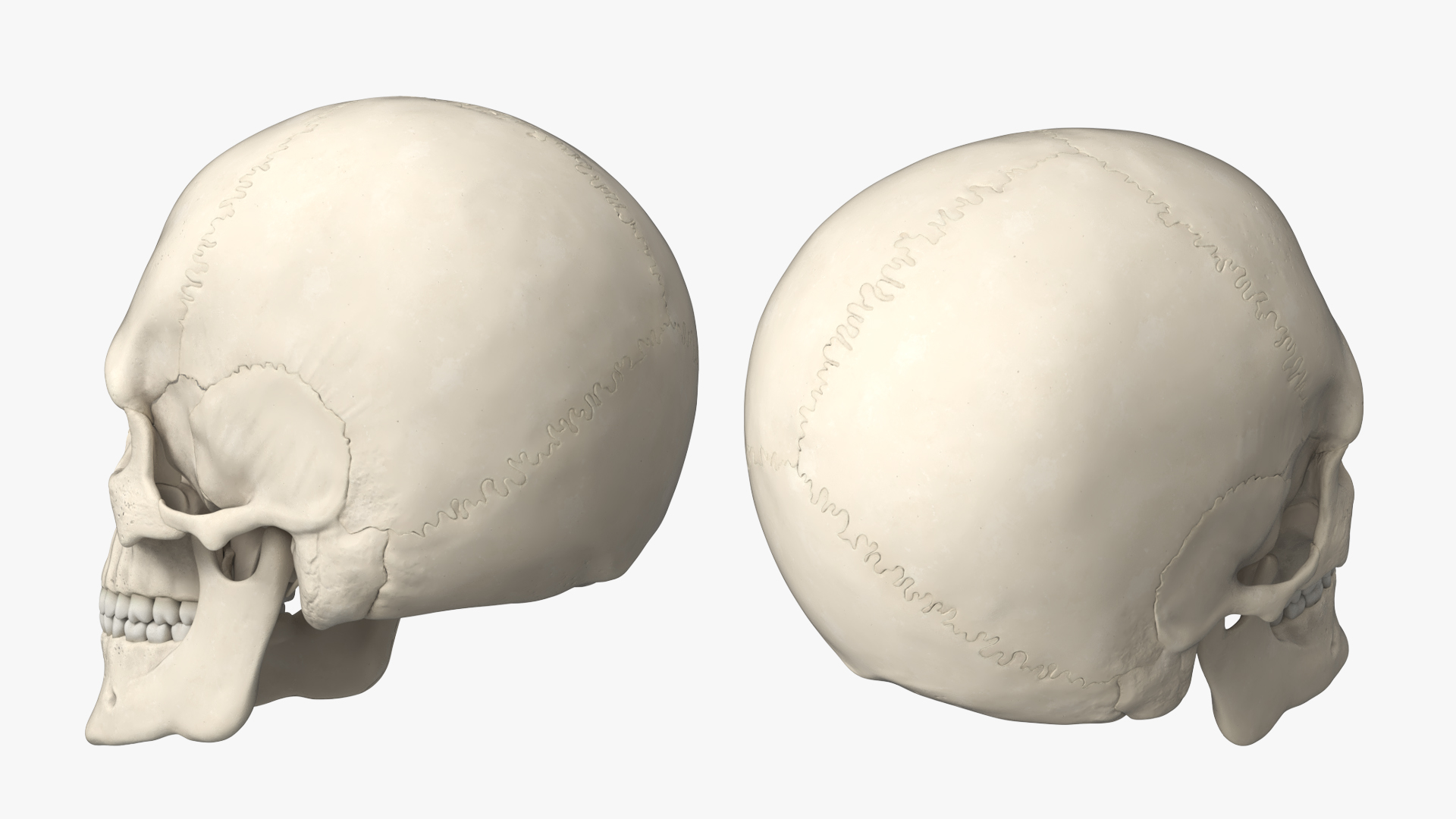 Disassemblable Human Skull - view 4