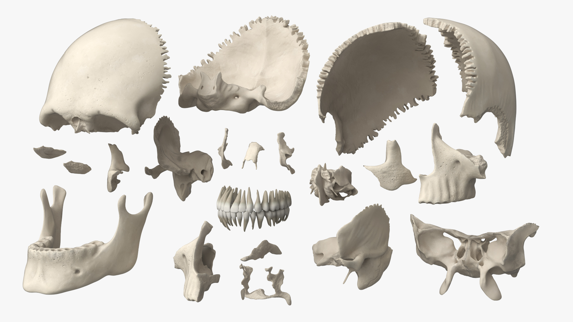 Disassemblable Human Skull - view 8