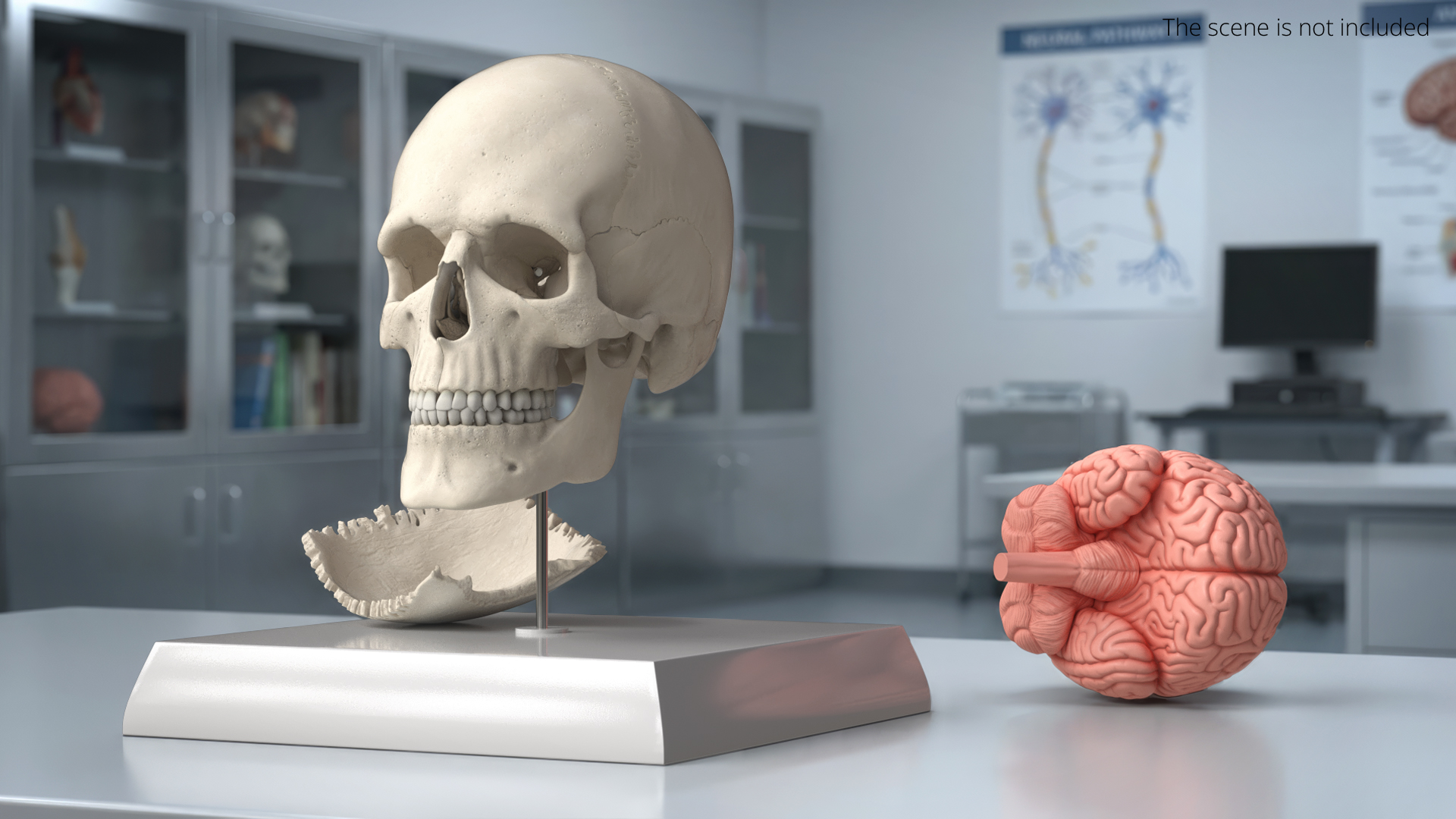 Disassemblable Human Skull - view 3
