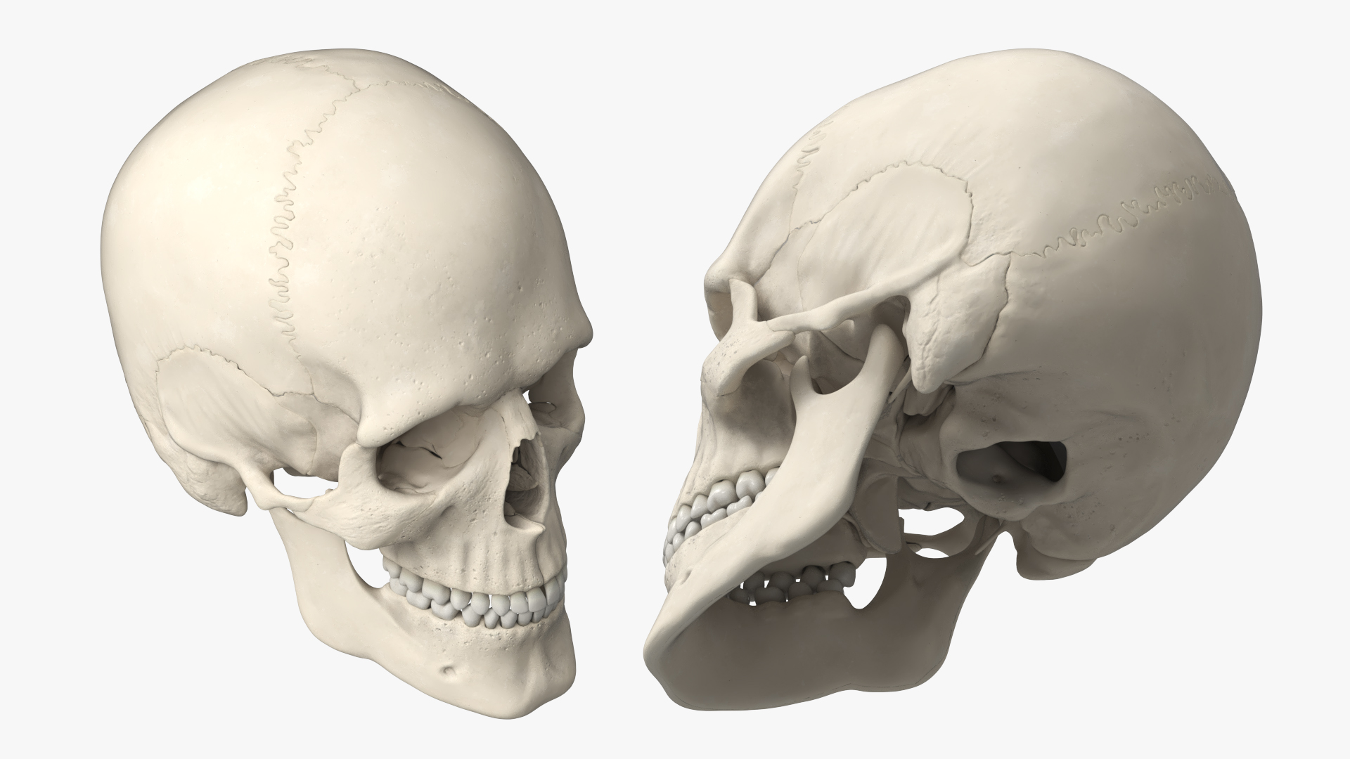 Disassemblable Human Skull - view 5