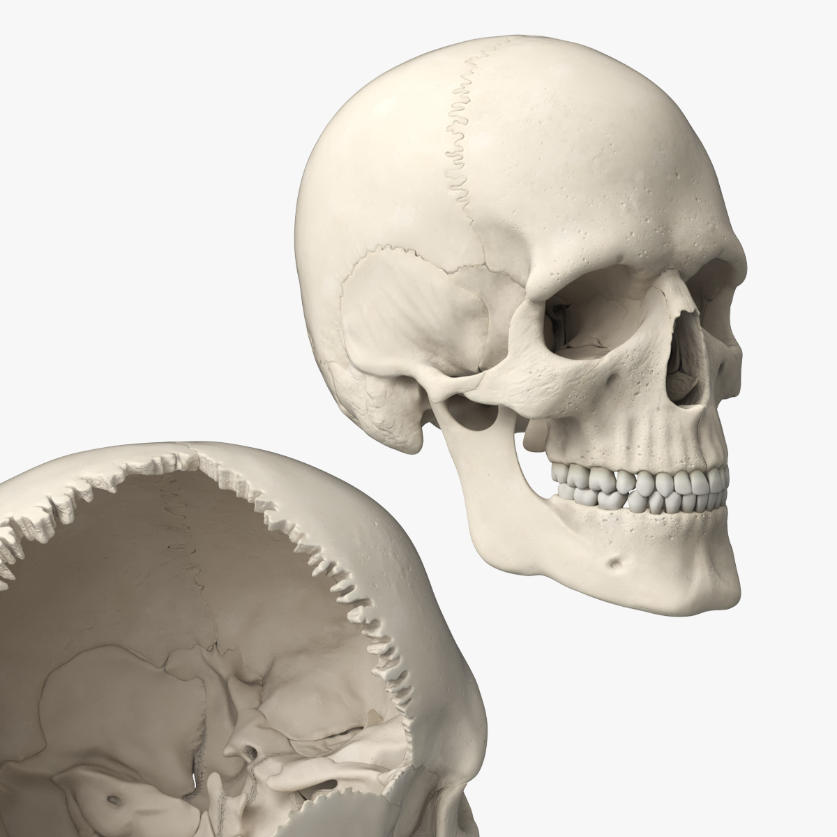 Disassemblable Human Skull 3D model preview