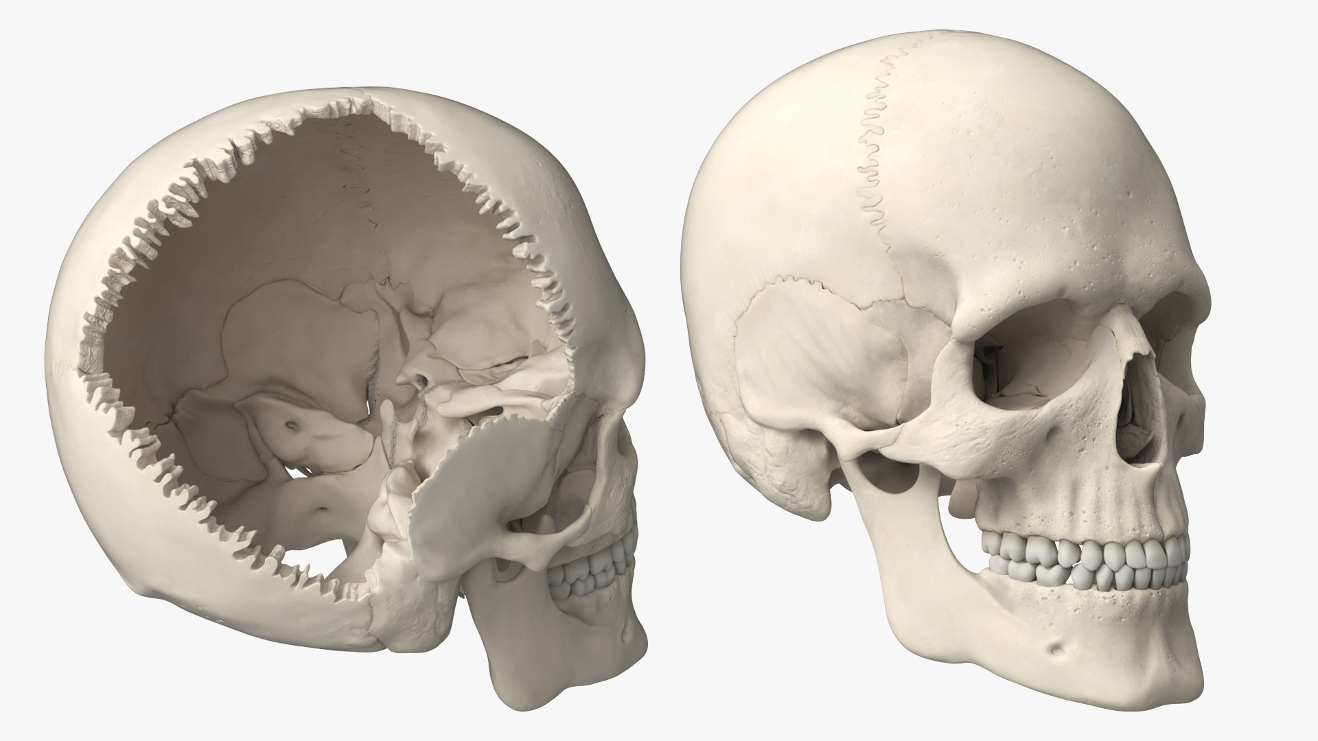 Disassemblable Human Skull - view 2