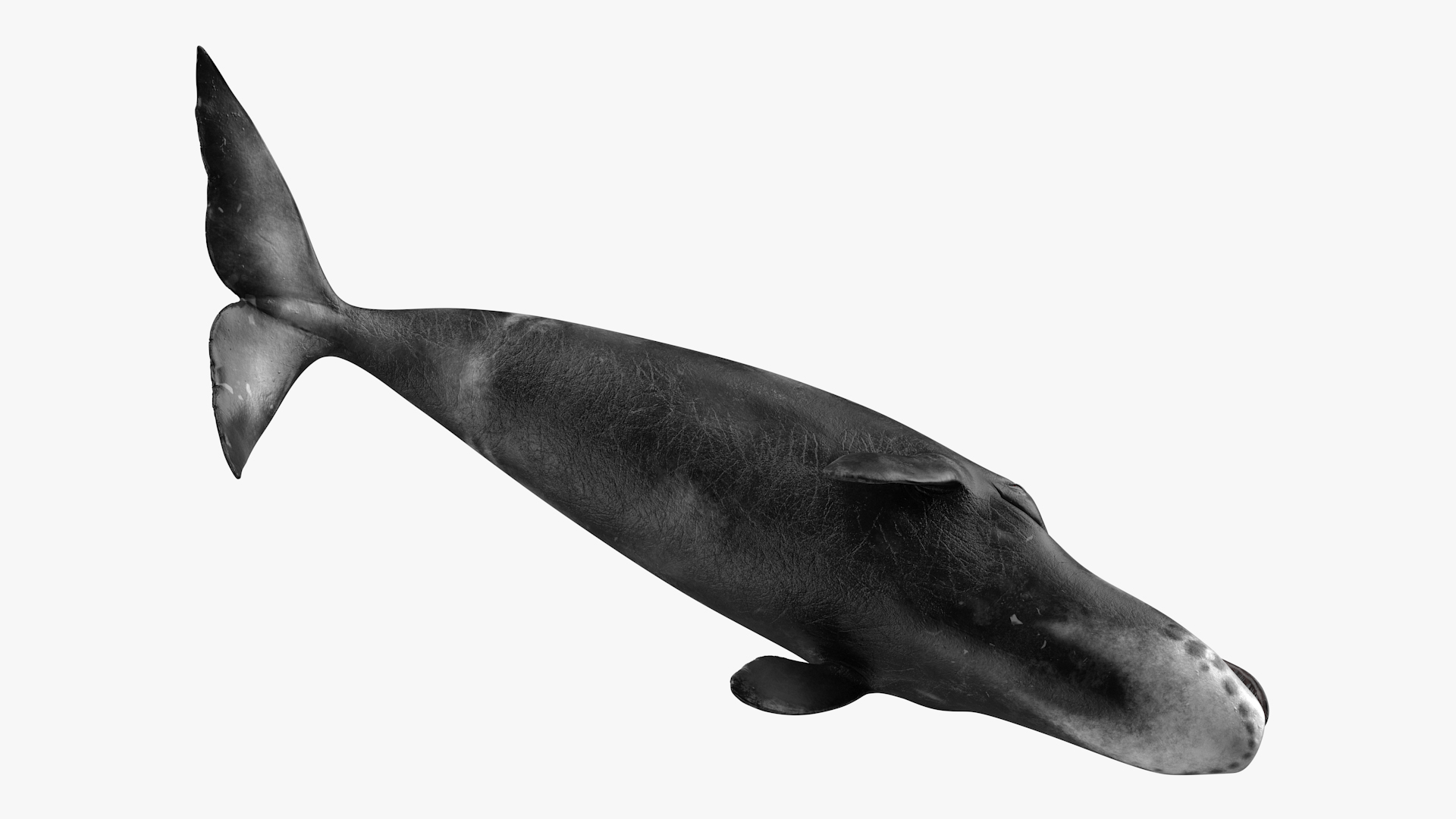3D Resting Bowhead Whale