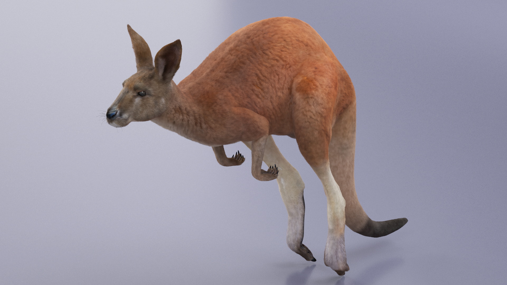Kangaroo in Motion Fur 3D