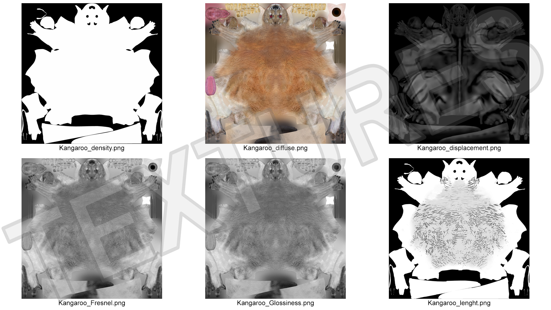 Kangaroo in Motion Fur 3D