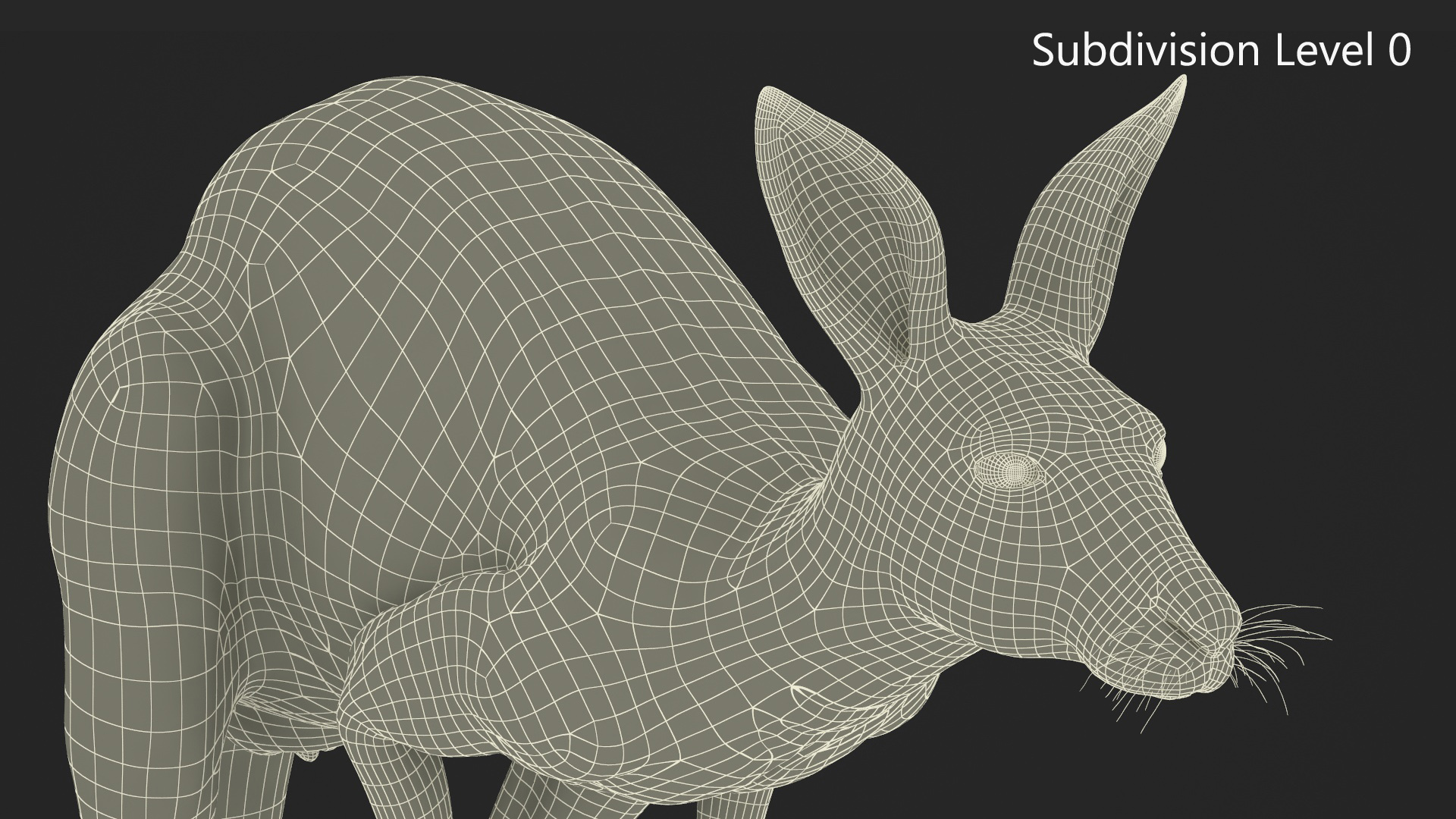 Kangaroo in Motion Fur 3D