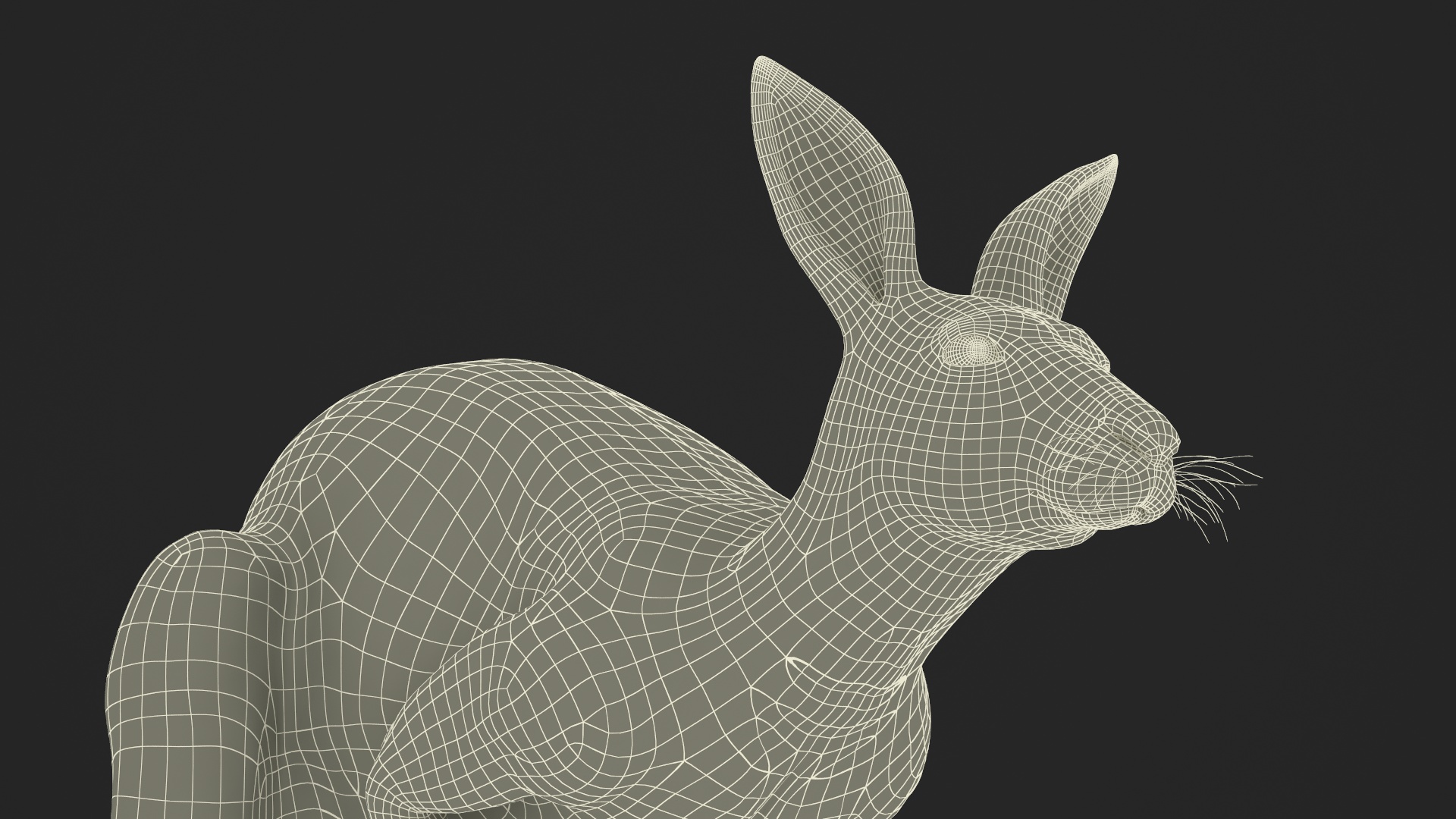 Kangaroo in Motion Fur 3D