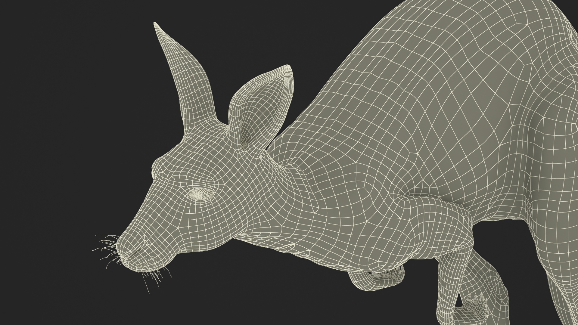 Kangaroo in Motion Fur 3D