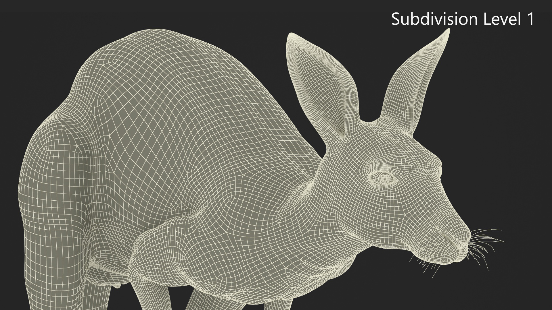 Kangaroo in Motion Fur 3D