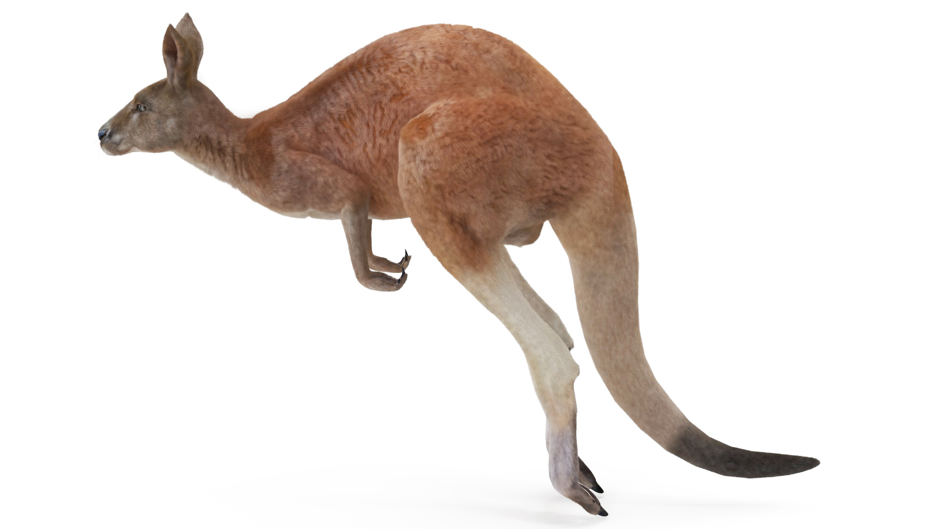 Kangaroo in Motion Fur 3D