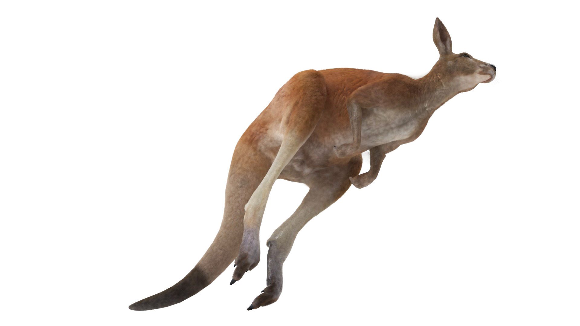 Kangaroo in Motion Fur 3D