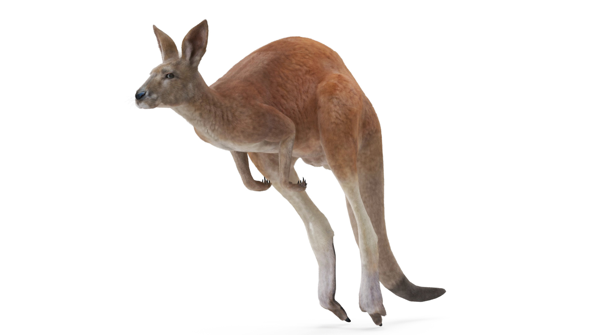 Kangaroo in Motion Fur 3D