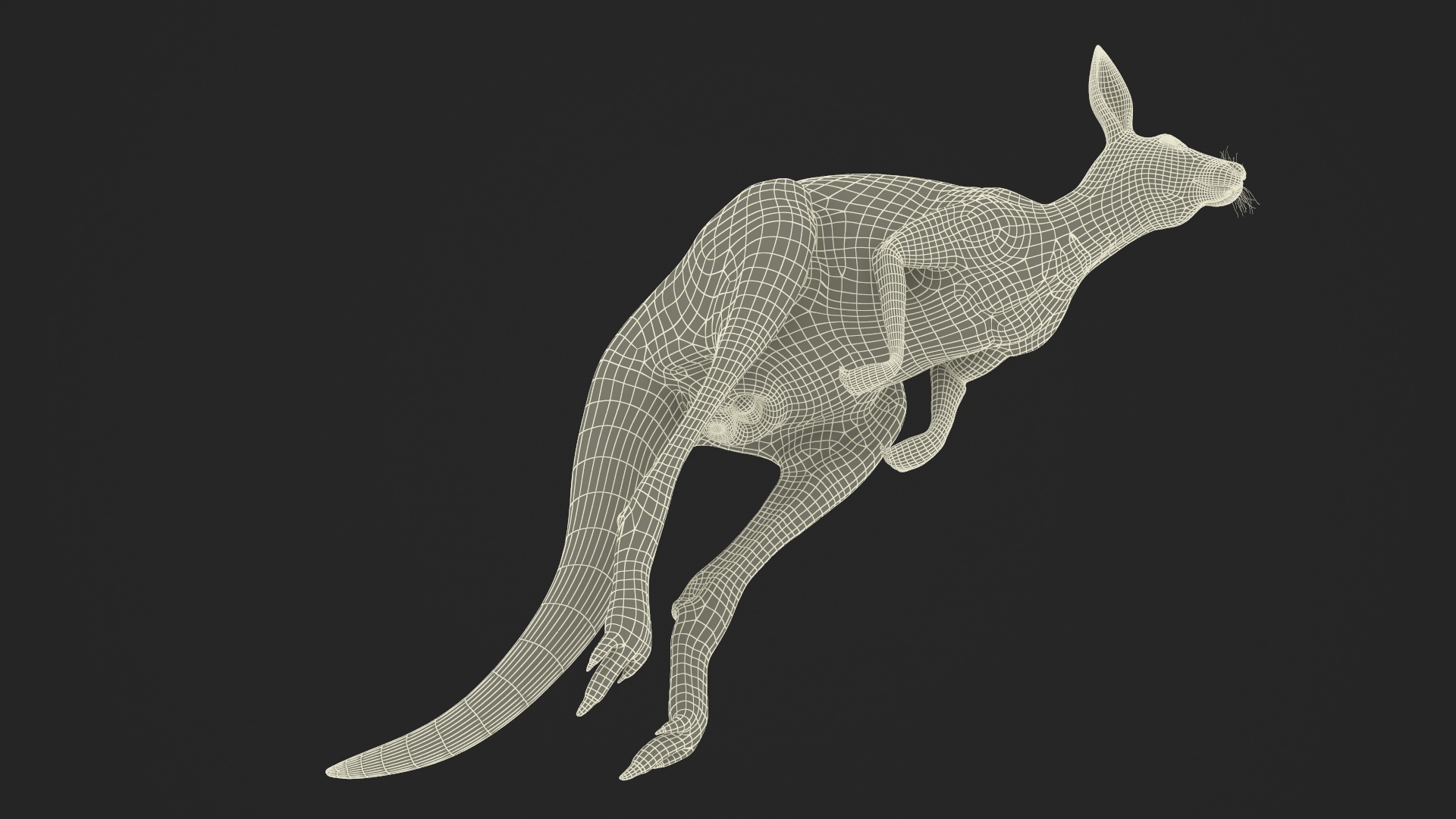 Kangaroo in Motion Fur 3D