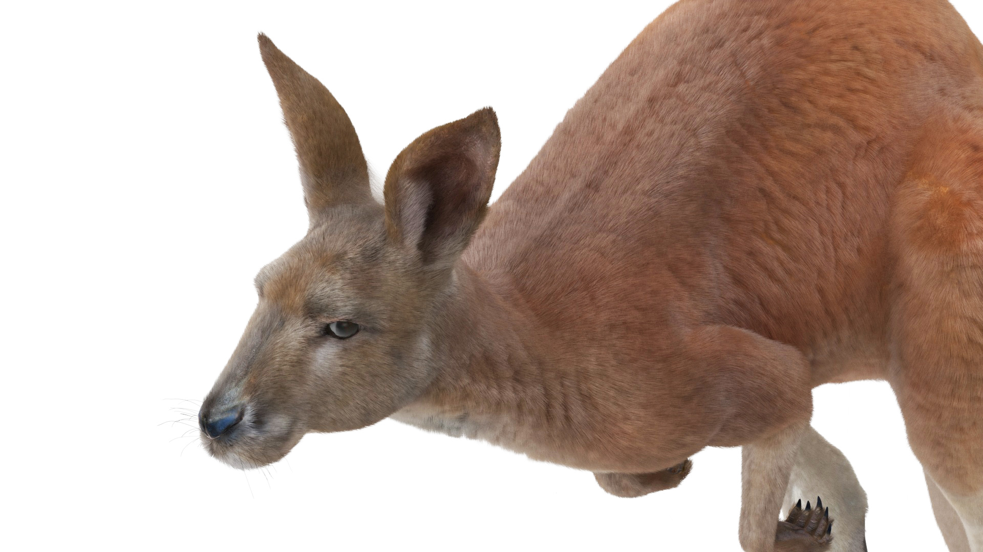 Kangaroo in Motion Fur 3D