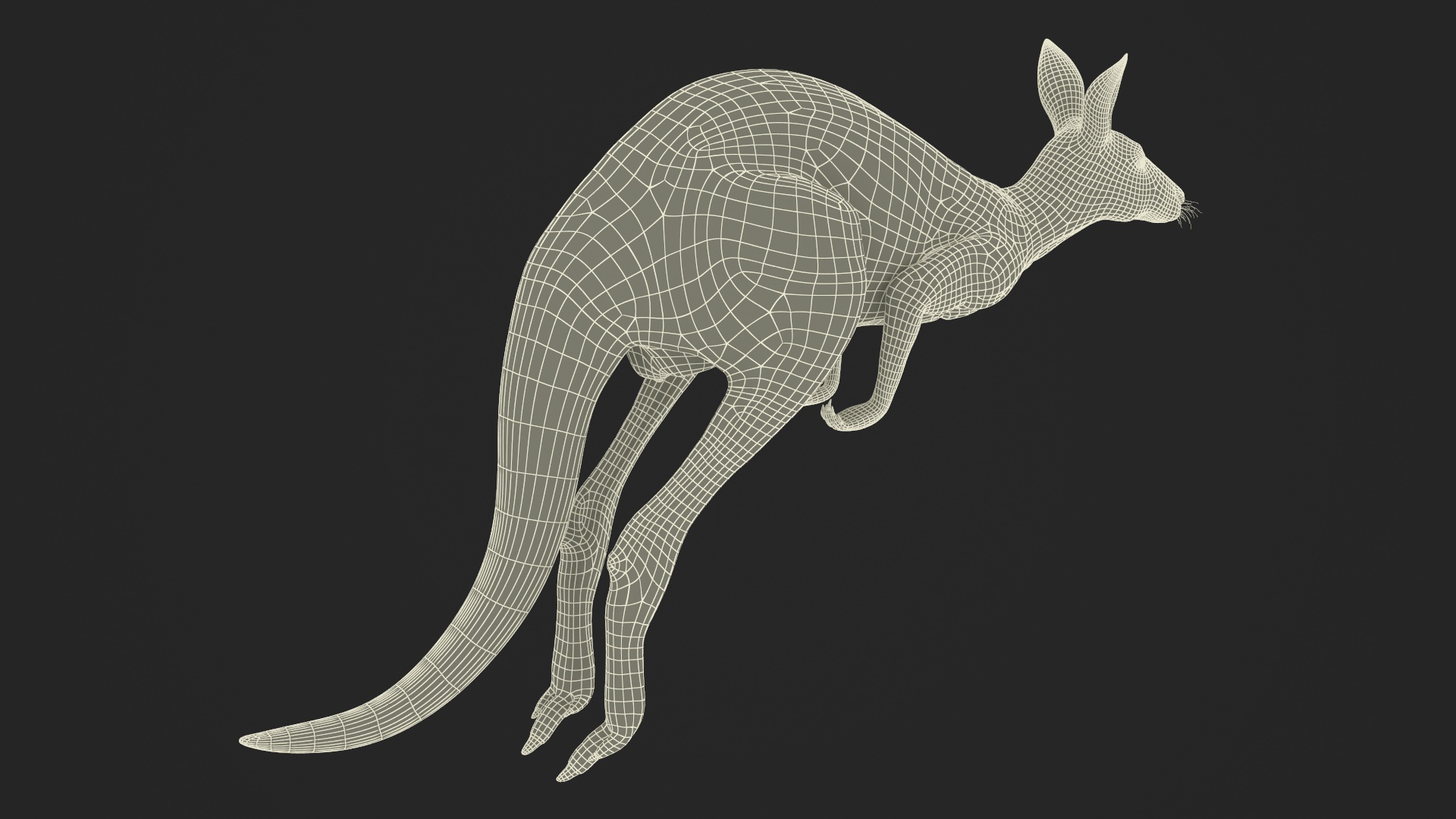 Kangaroo in Motion Fur 3D