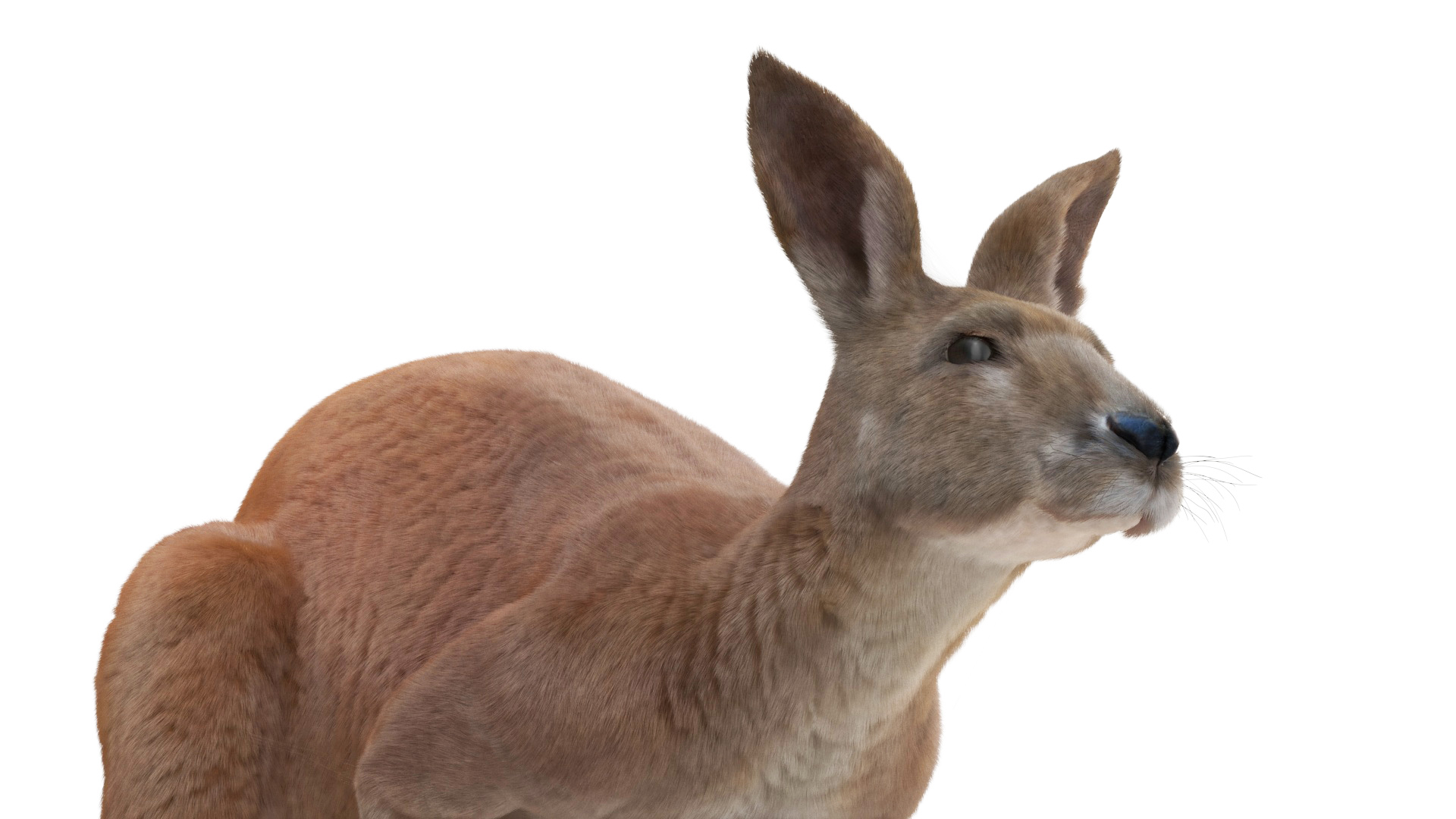 Kangaroo in Motion Fur 3D