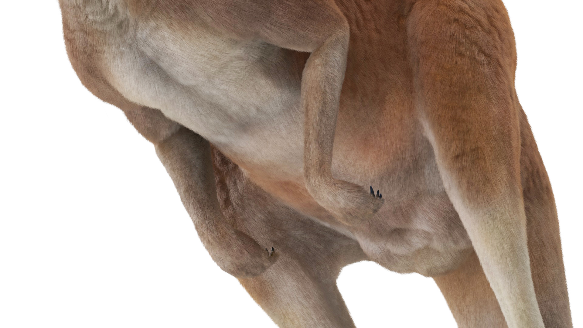 Kangaroo in Motion Fur 3D