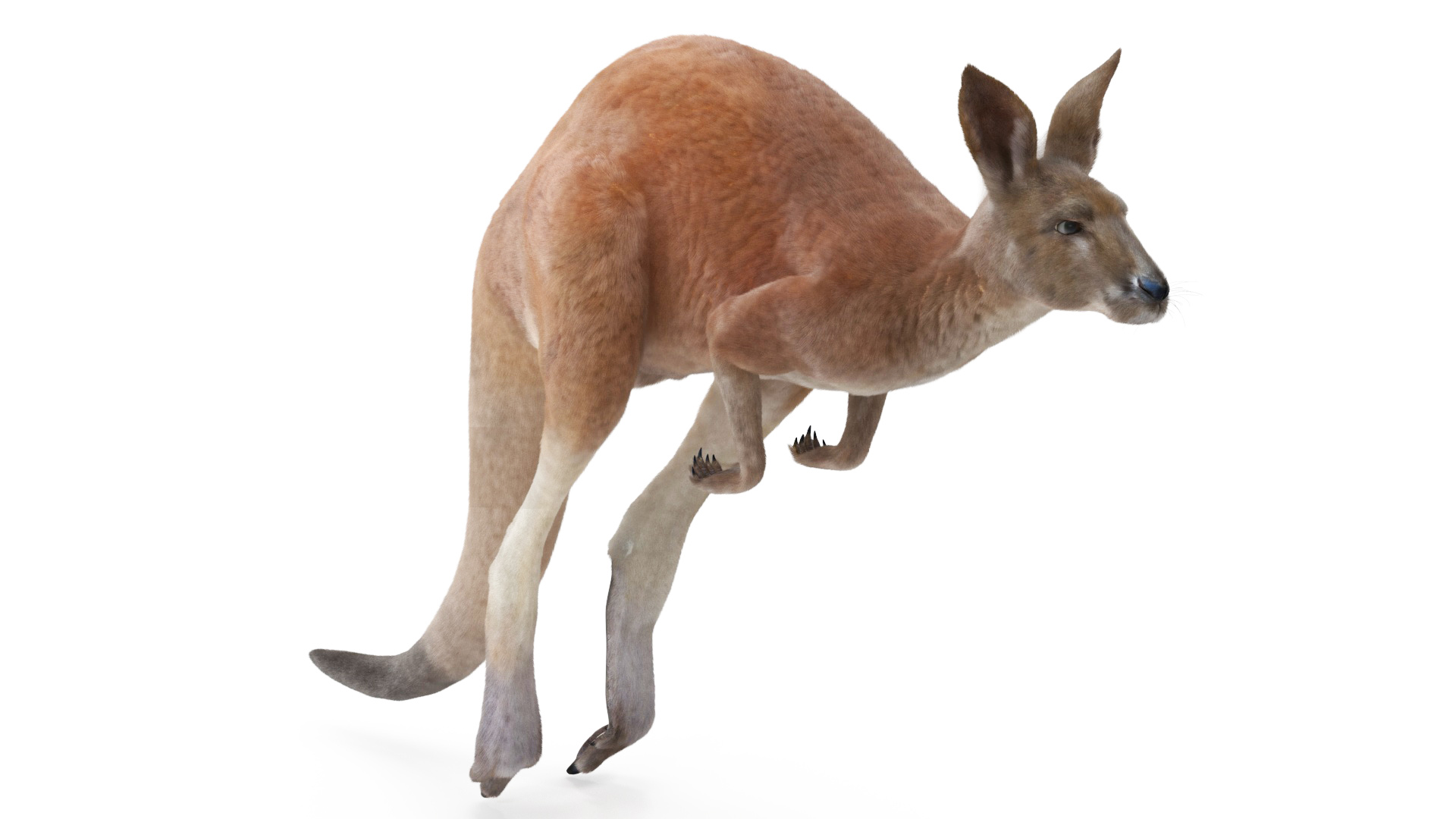 Kangaroo in Motion Fur 3D
