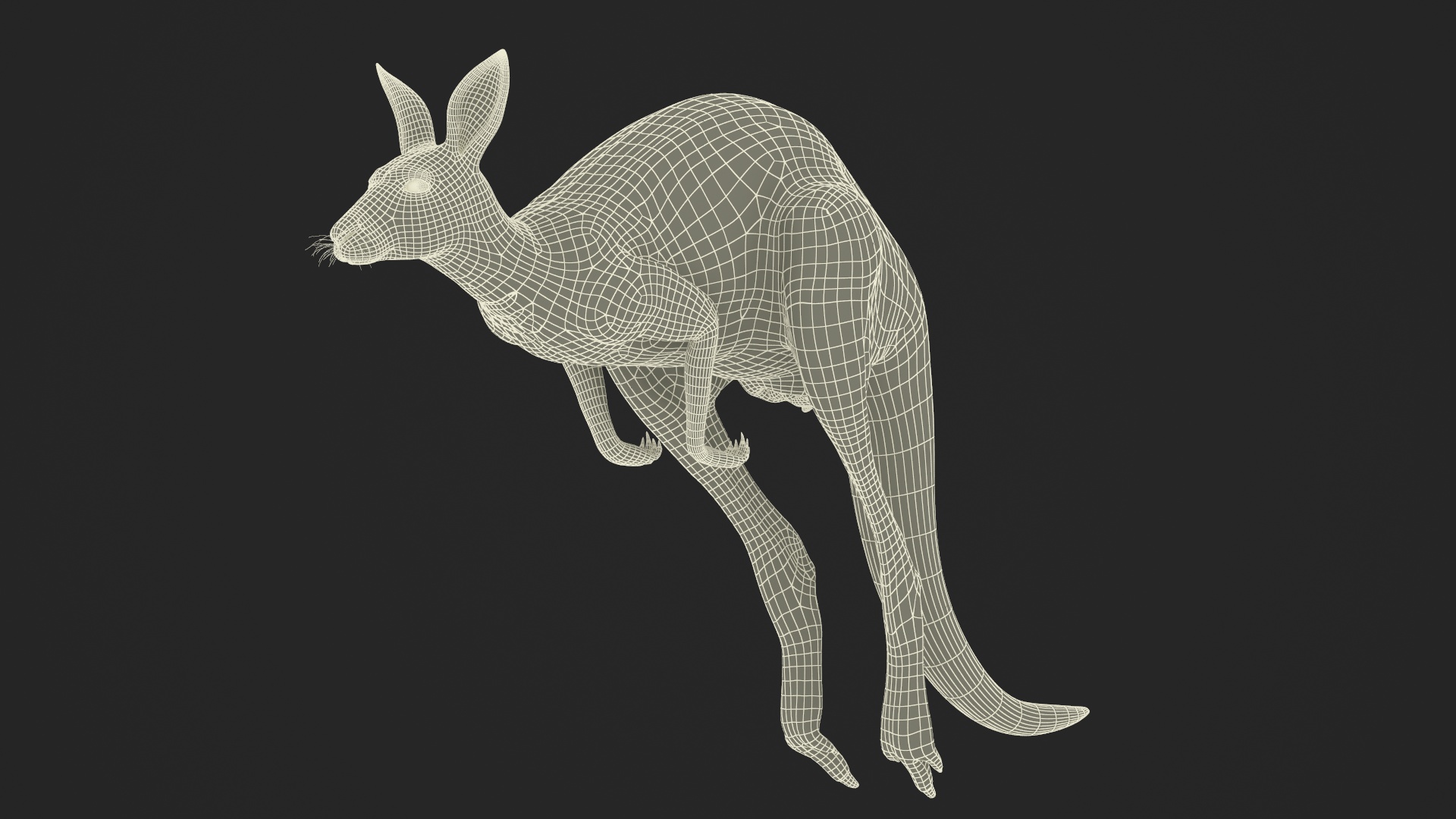 Kangaroo in Motion Fur 3D