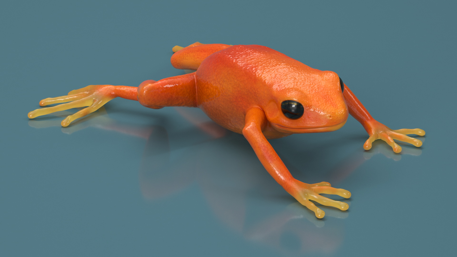 3D Mantella Frog model