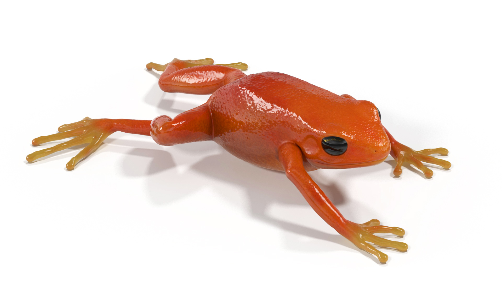 3D Mantella Frog model