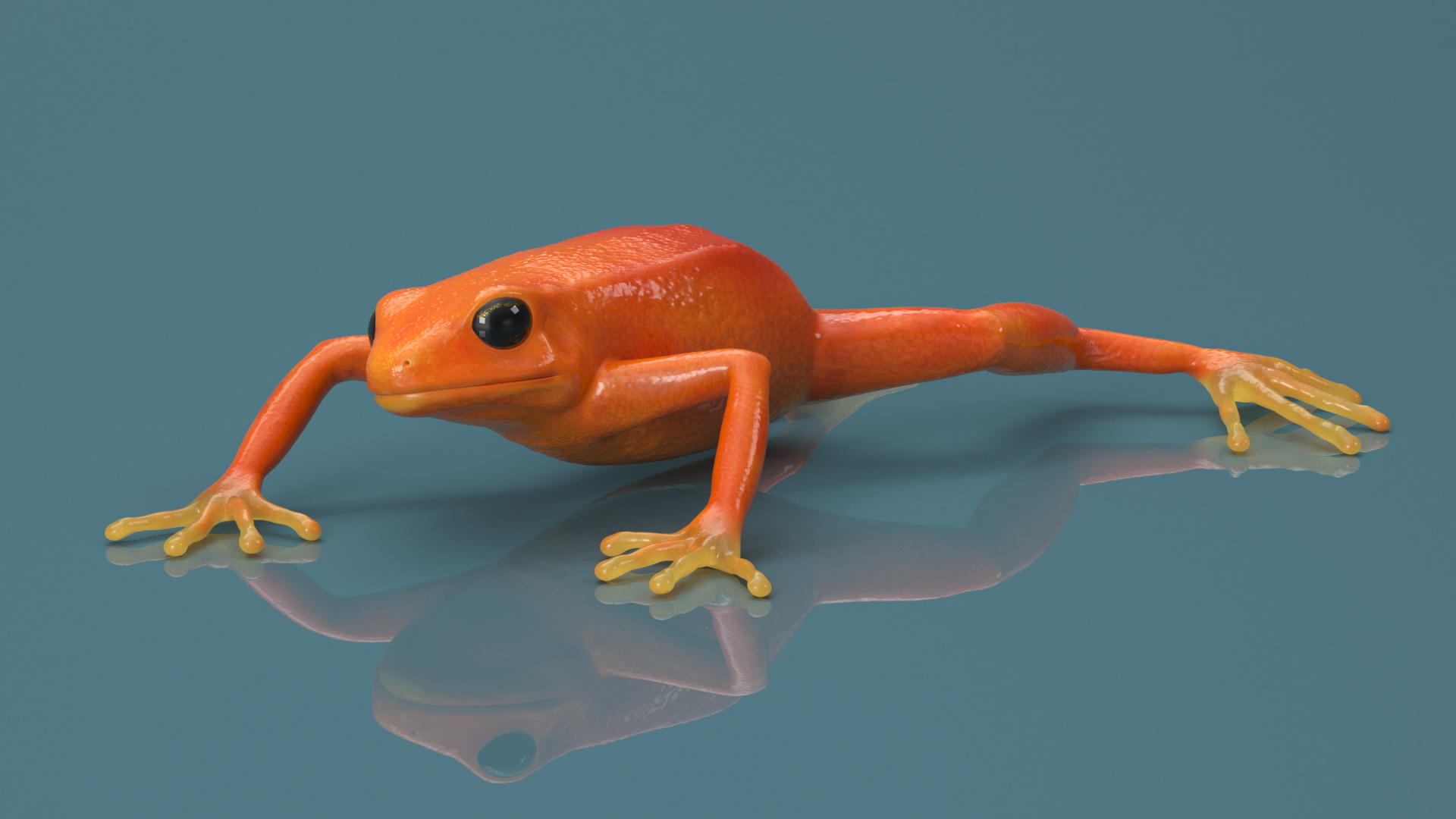 3D Mantella Frog model