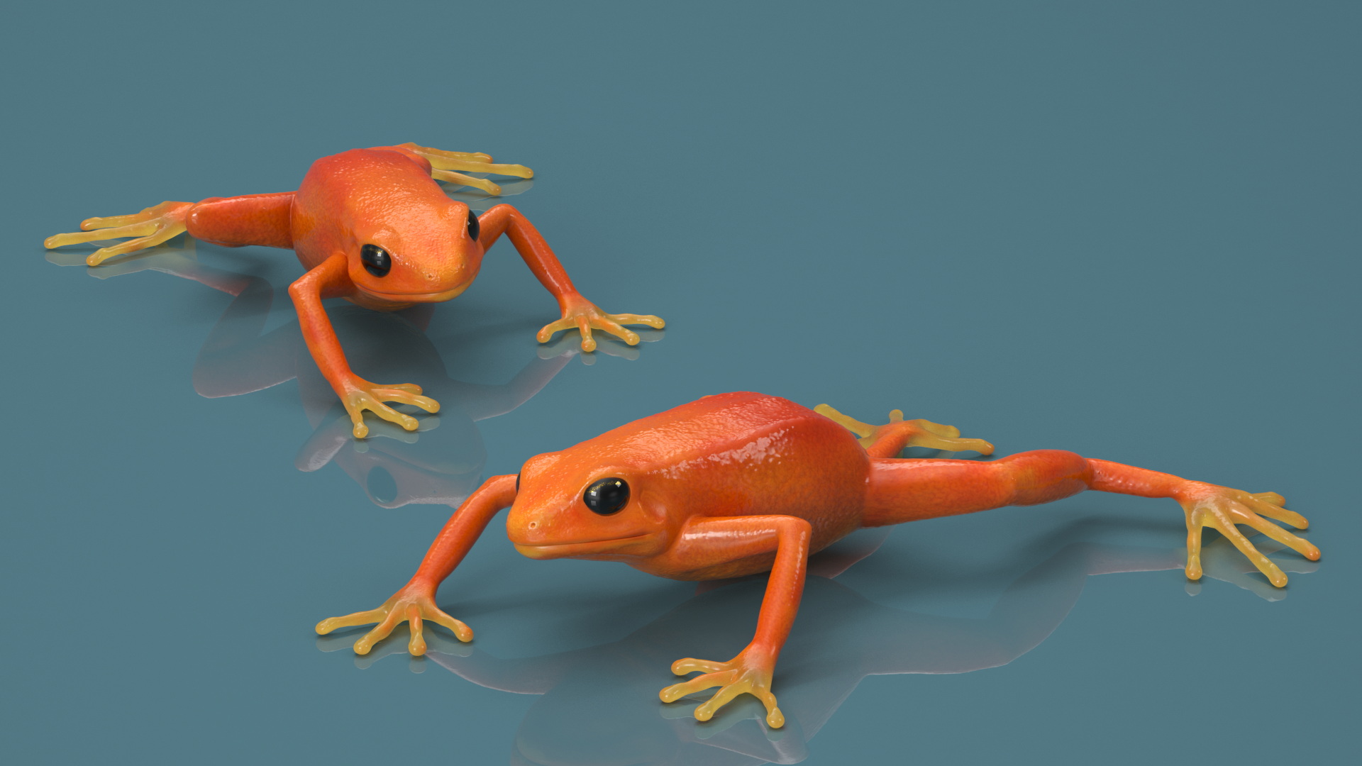 3D Mantella Frog model
