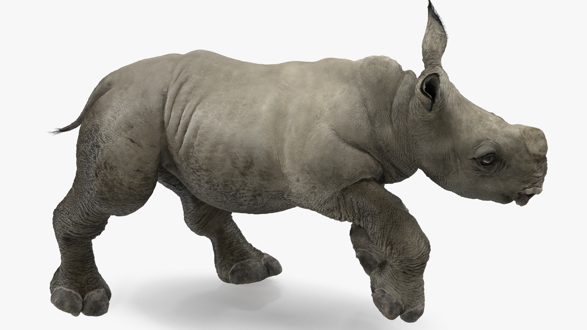 Rhino Baby Running Pose Fur 3D