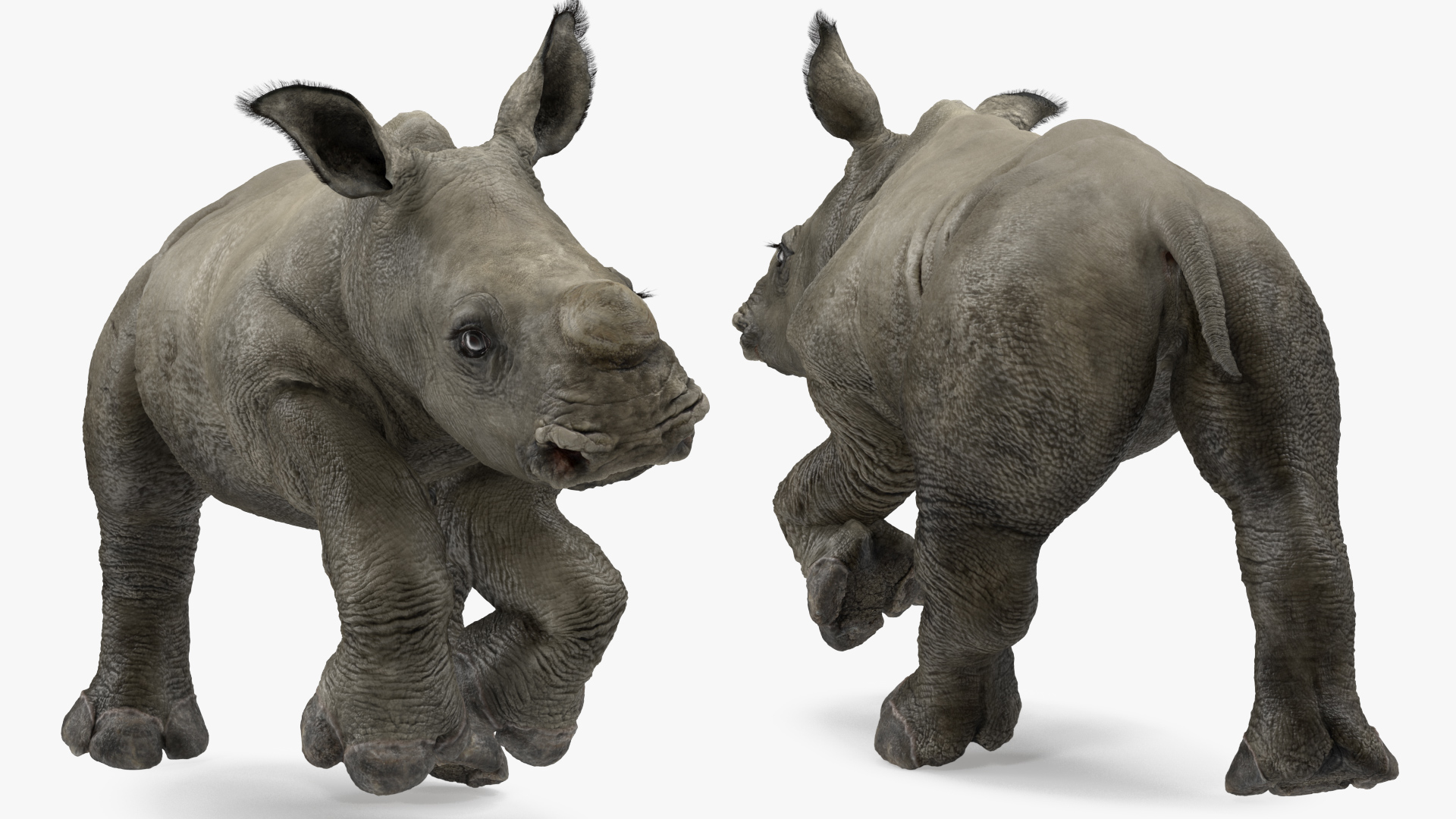 Rhino Baby Running Pose Fur 3D