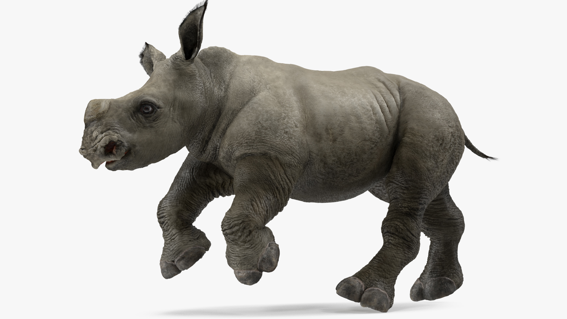 Rhino Baby Running Pose Fur 3D