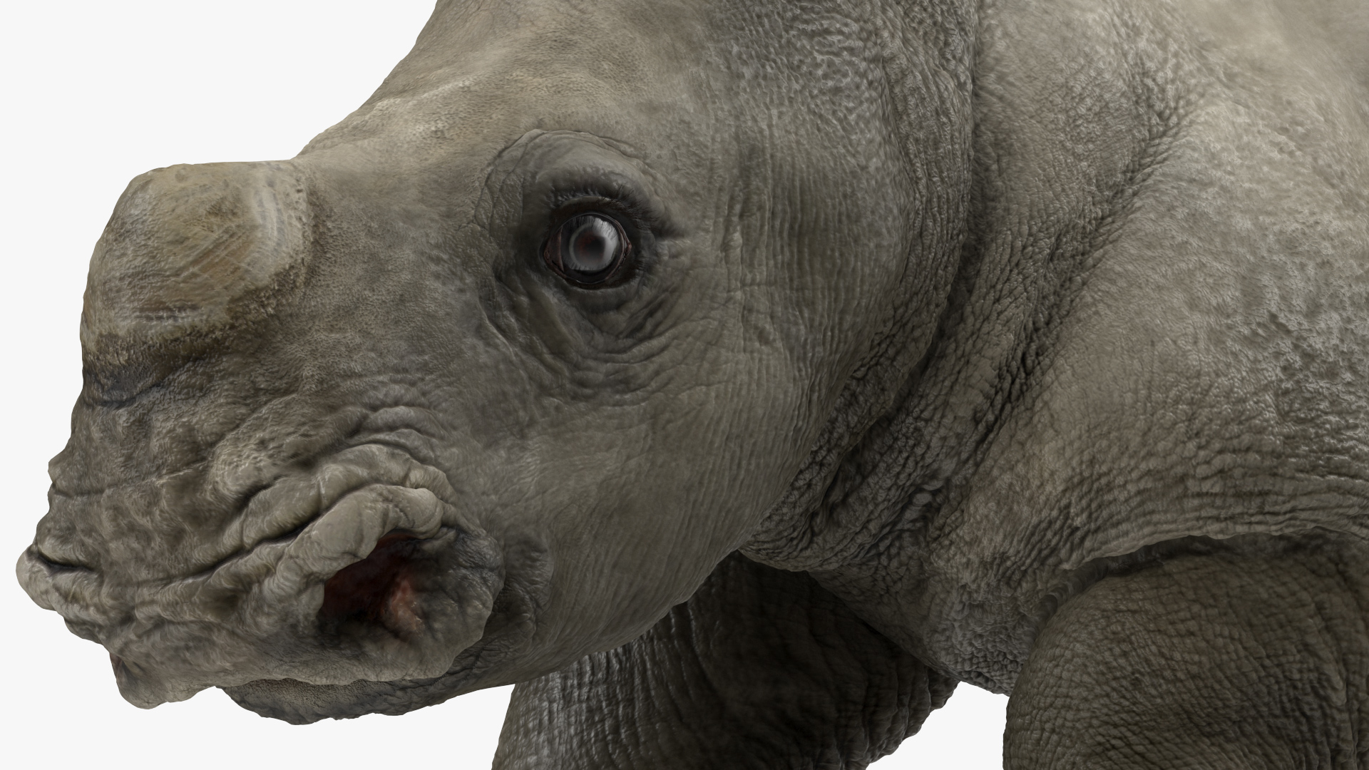 Rhino Baby Running Pose Fur 3D