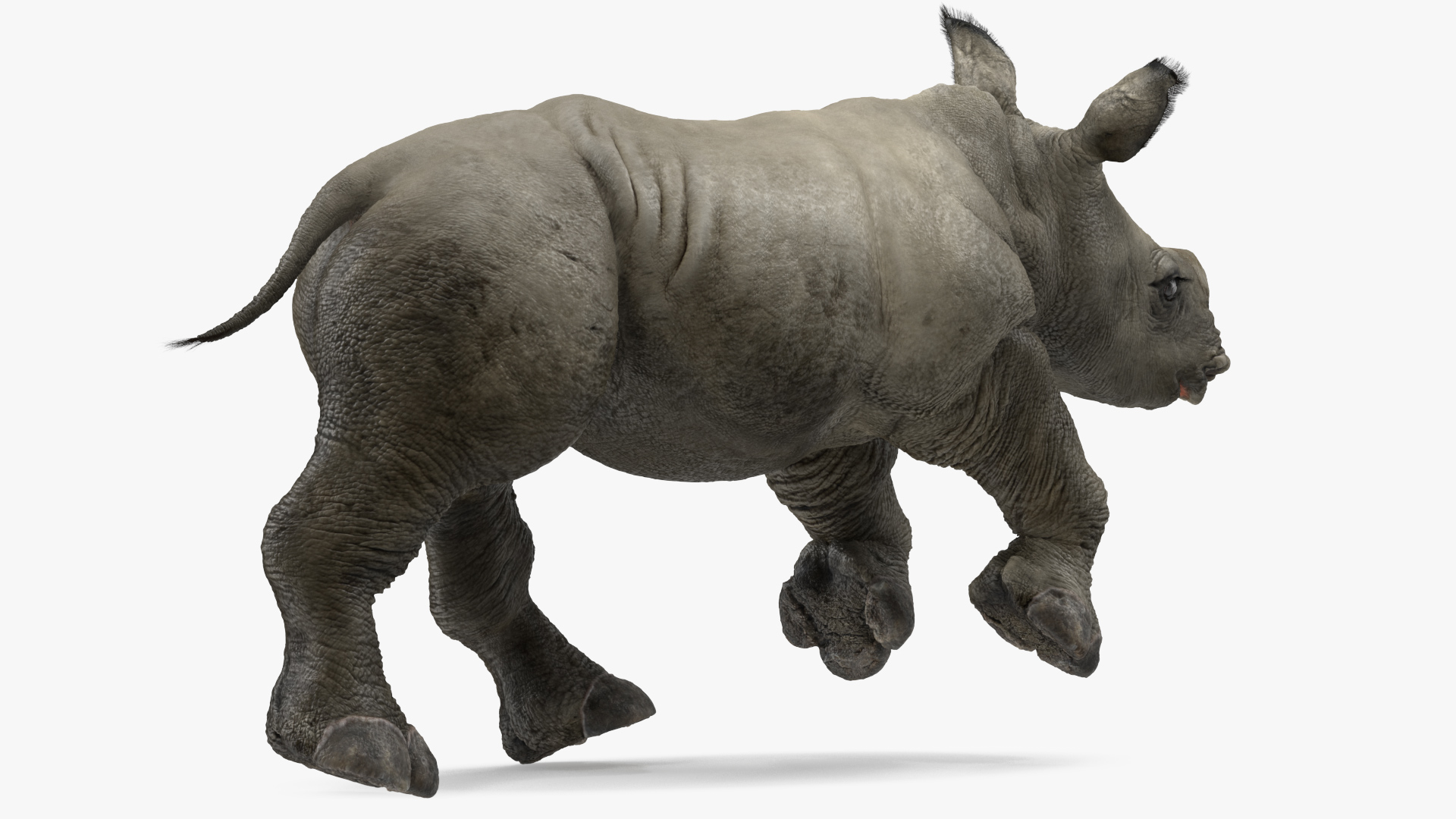 Rhino Baby Running Pose Fur 3D