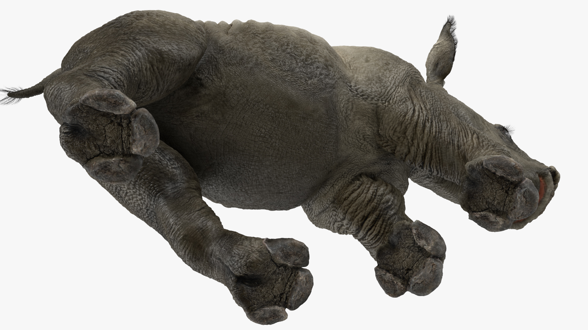 Rhino Baby Running Pose Fur 3D