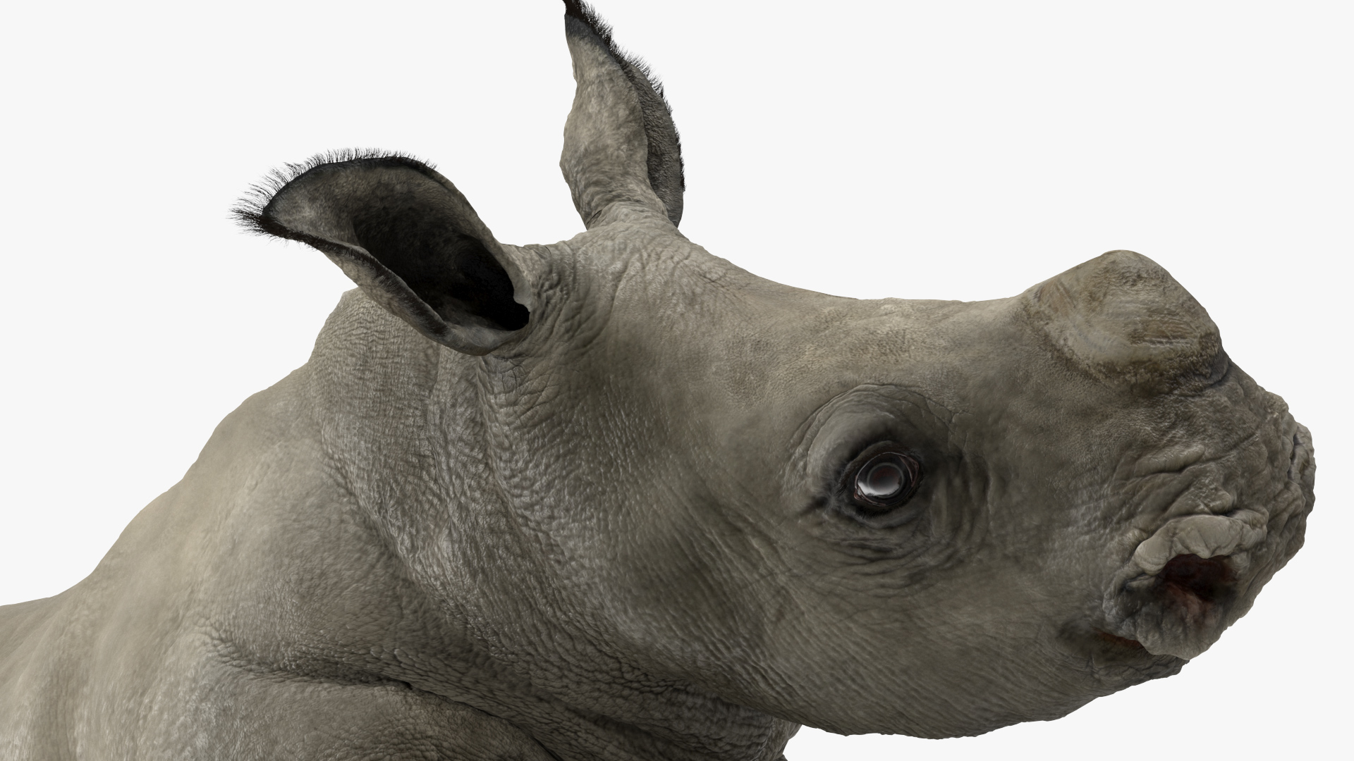 Rhino Baby Running Pose Fur 3D