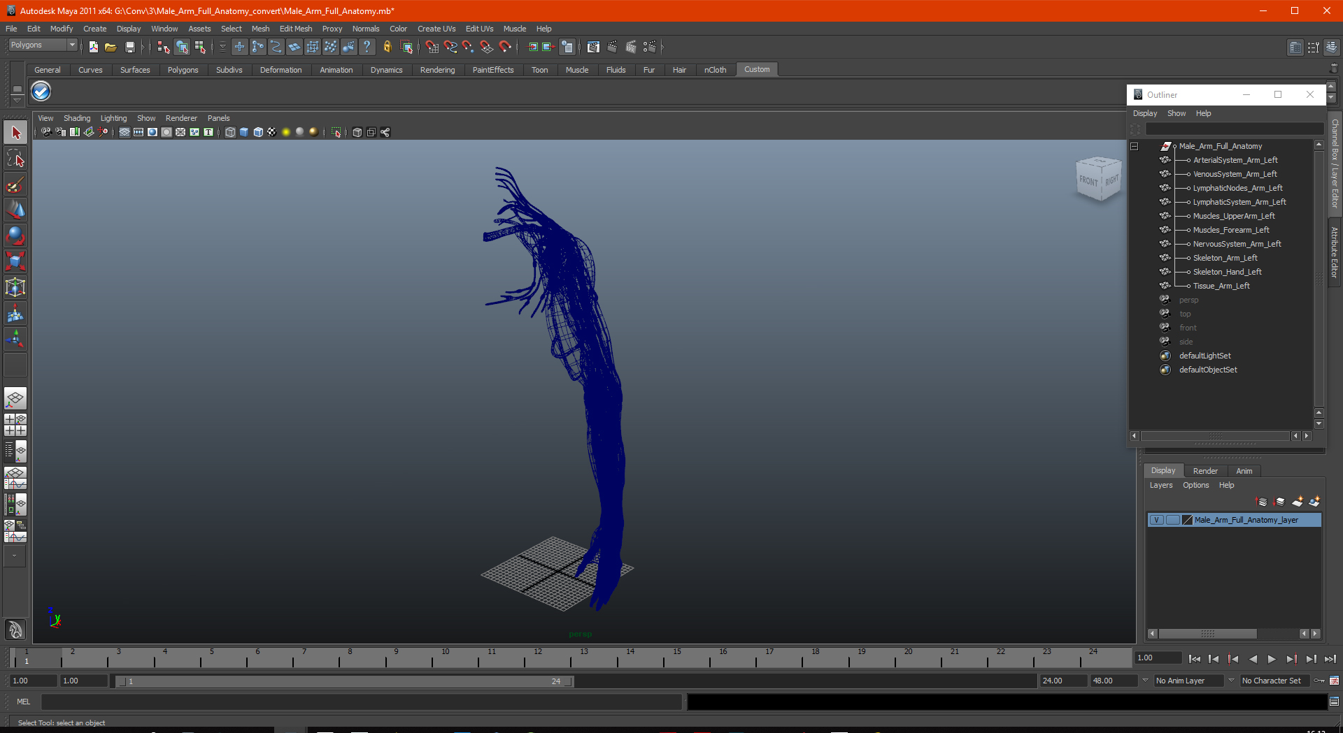 3D Male Arm Full Anatomy