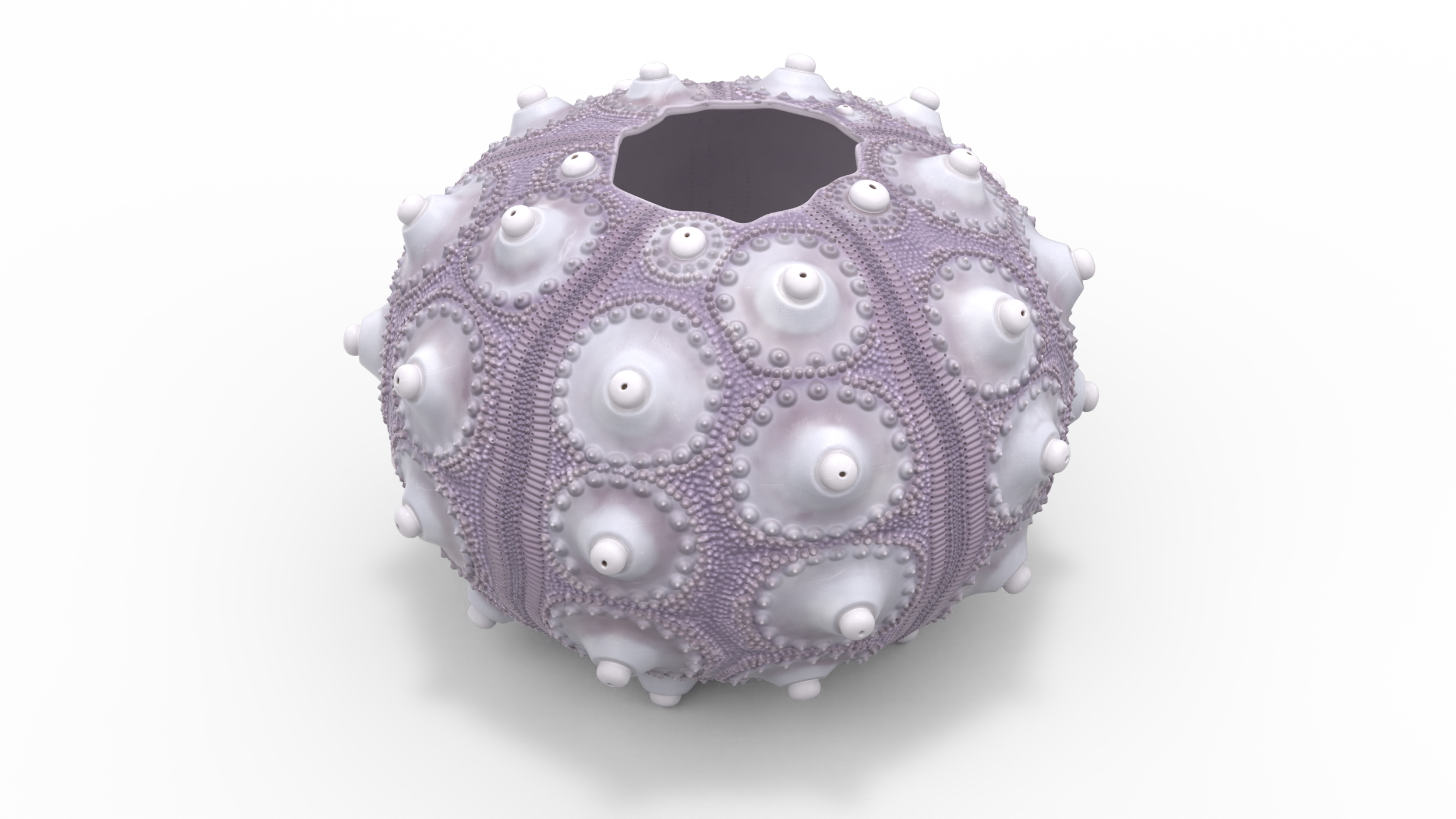 3D Purple Sputnik Sea Urchin Shell