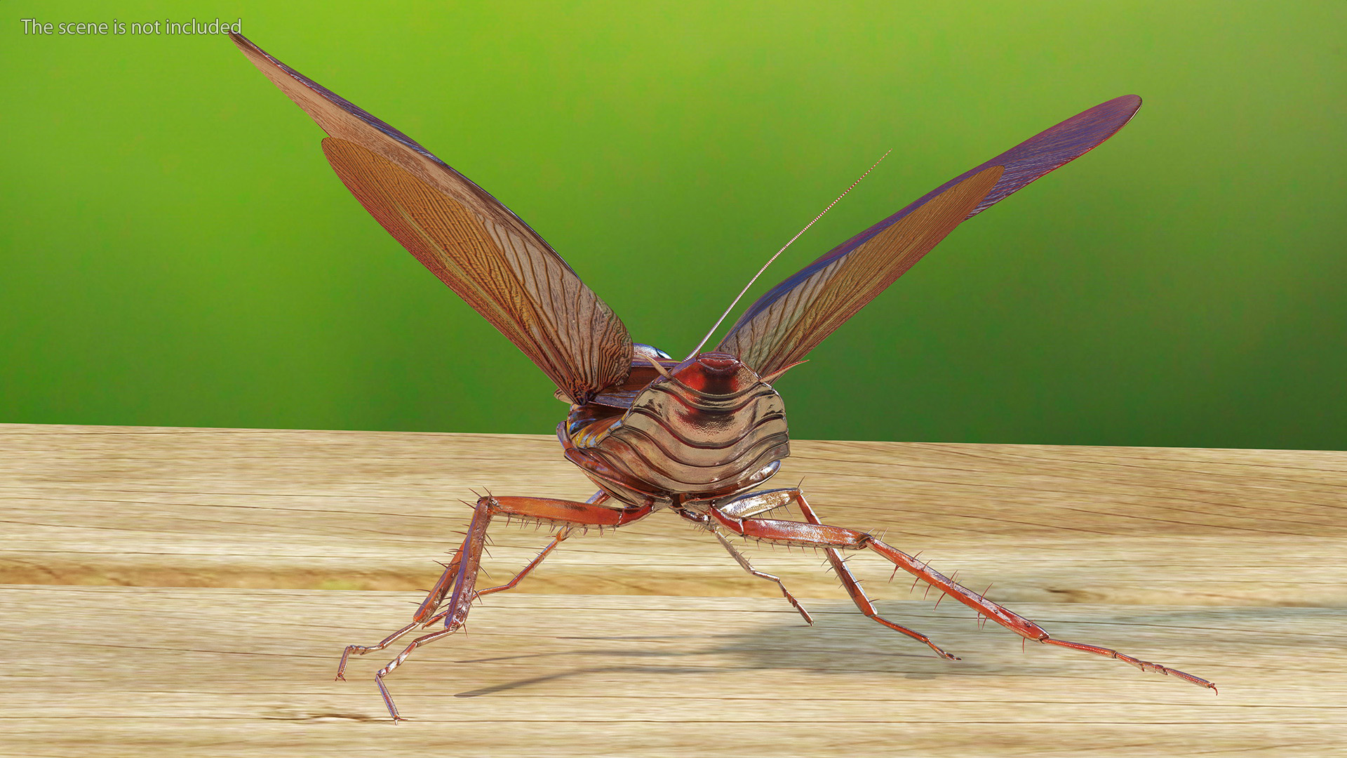 Flying Cockroach Rigged for Maya 3D