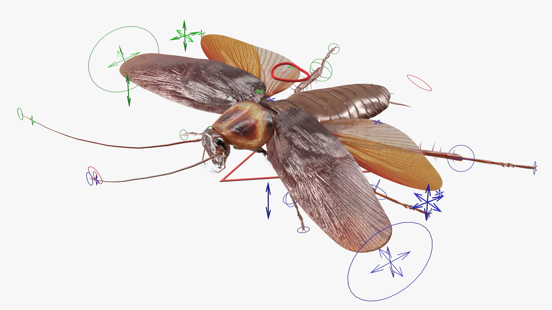 Flying Cockroach Rigged for Maya 3D
