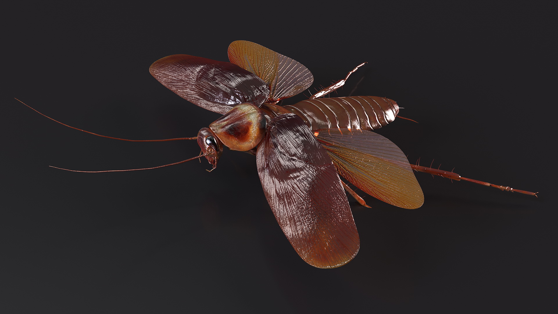Flying Cockroach Rigged for Maya 3D