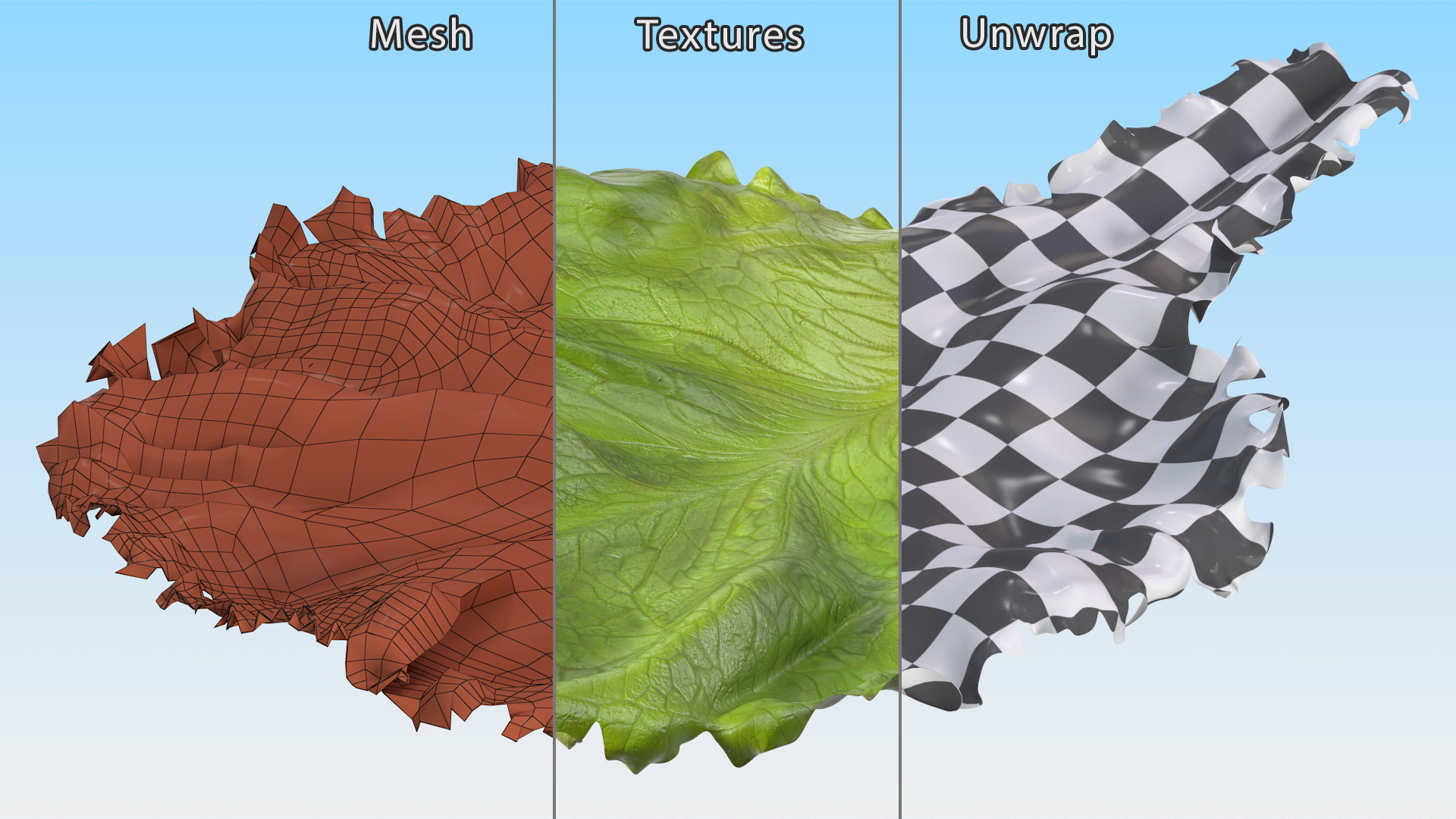 Realistic Lettuce Leaf 3D