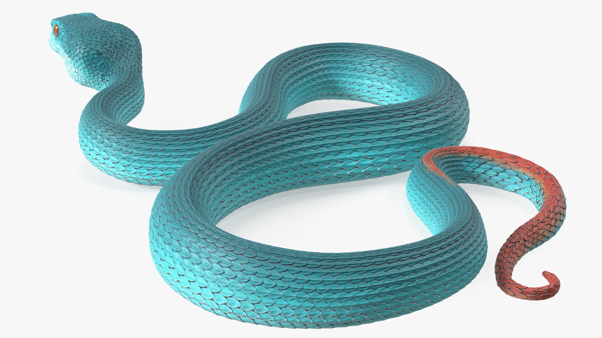 Creeping Blue Viper Trimeresurus 3D