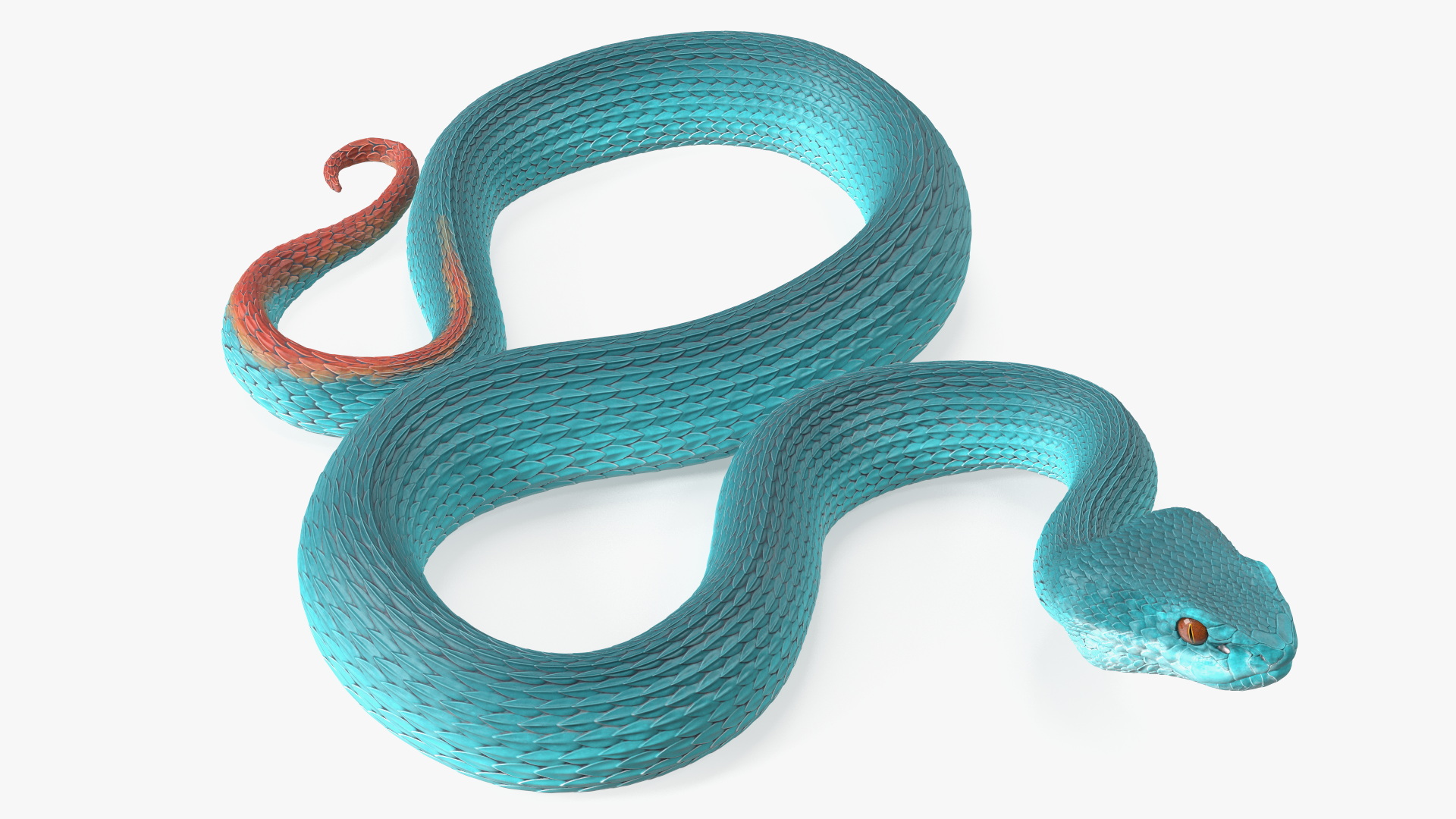 Creeping Blue Viper Trimeresurus 3D
