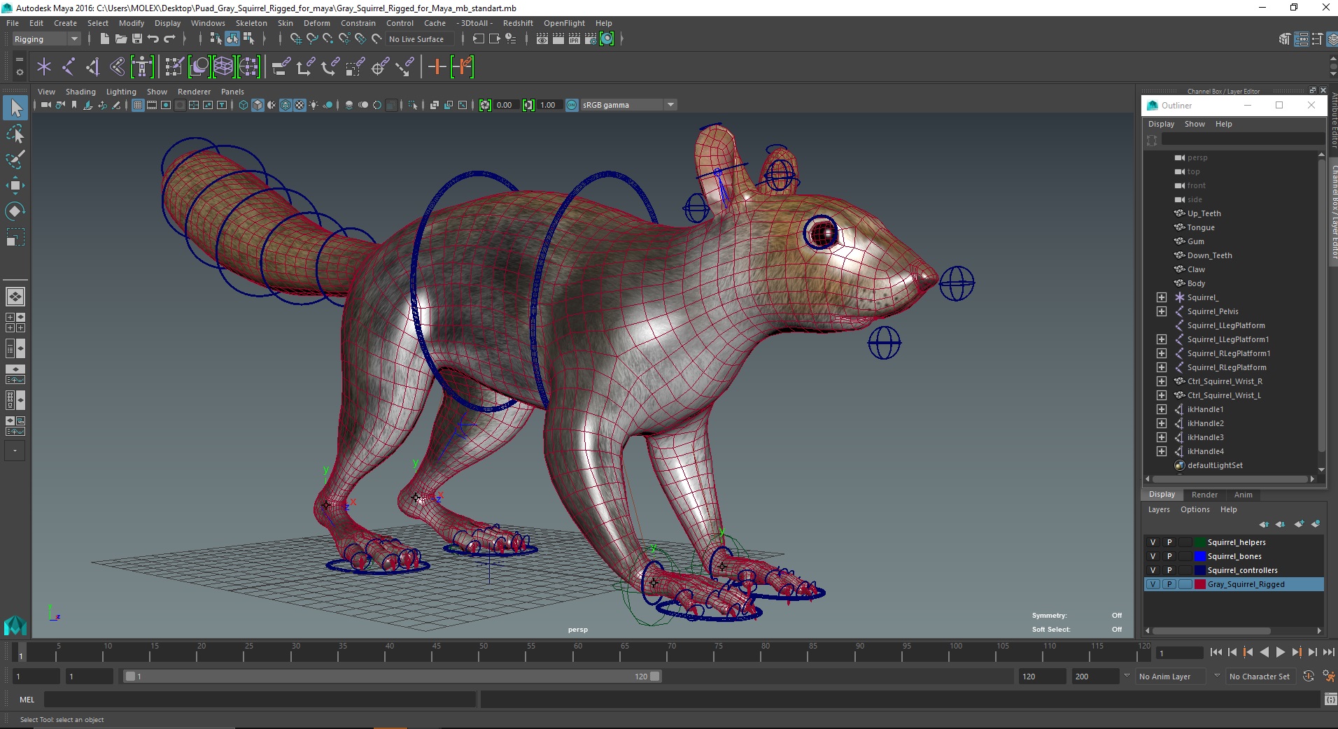 Gray Squirrel Rigged for Maya 3D model