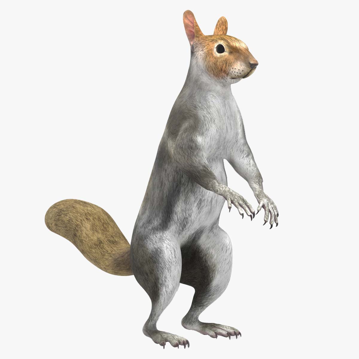 Gray Squirrel Rigged for Maya 3D model